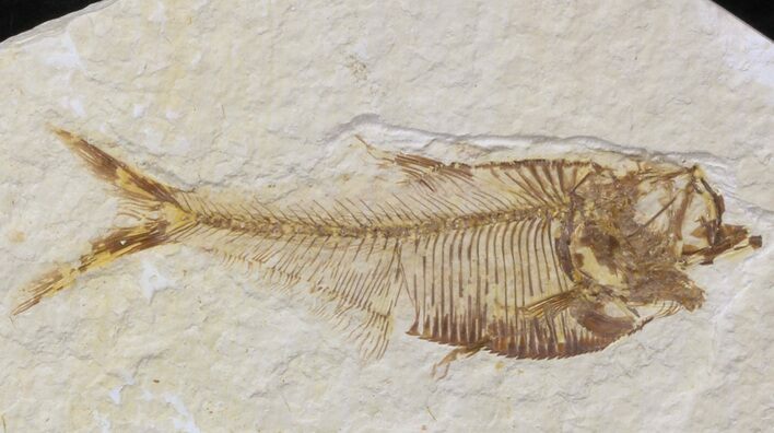 Bargain Diplomystus Fossil Fish - Wyoming #41136